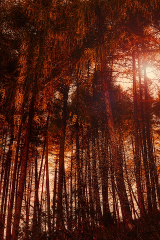 320x480 wallpaper Italy forest, tree, autumn
