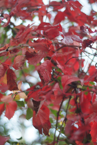 320x480 wallpaper Red leaves, spring, tree branches