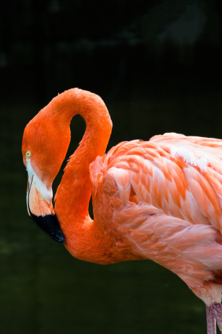 320x480 wallpaper Flamingo, bird, pink bird, stand