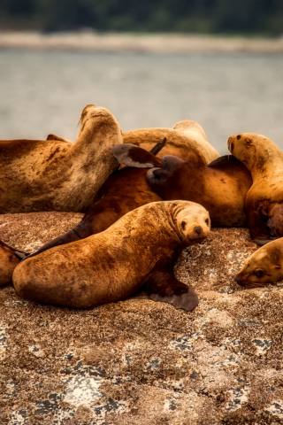 320x480 wallpaper Sea lions, water animals, relaxed