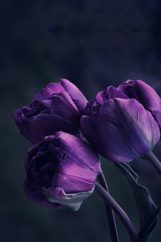 320x480 wallpaper Purple tulip, buds, flowers