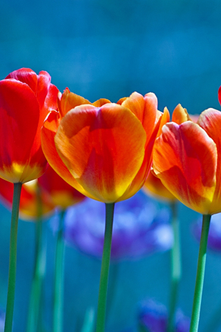 320x480 wallpaper Tulip buds, flowers, colorful