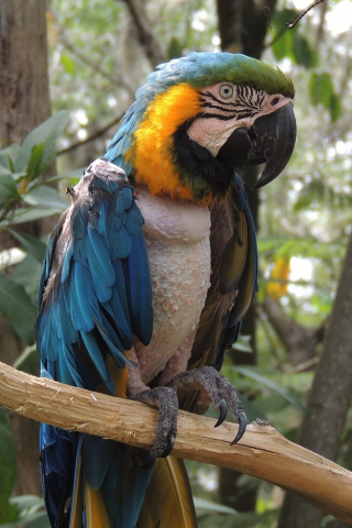 320x480 wallpaper Macaw, parrot, blue green bird