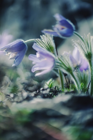 320x480 wallpaper Beautiful, small purple, wild flowers, blur