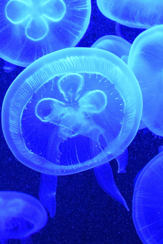 320x480 wallpaper Blue Jellyfish, fishes, underwater