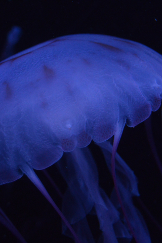 320x480 wallpaper Blue jellyfish, underwater, dark