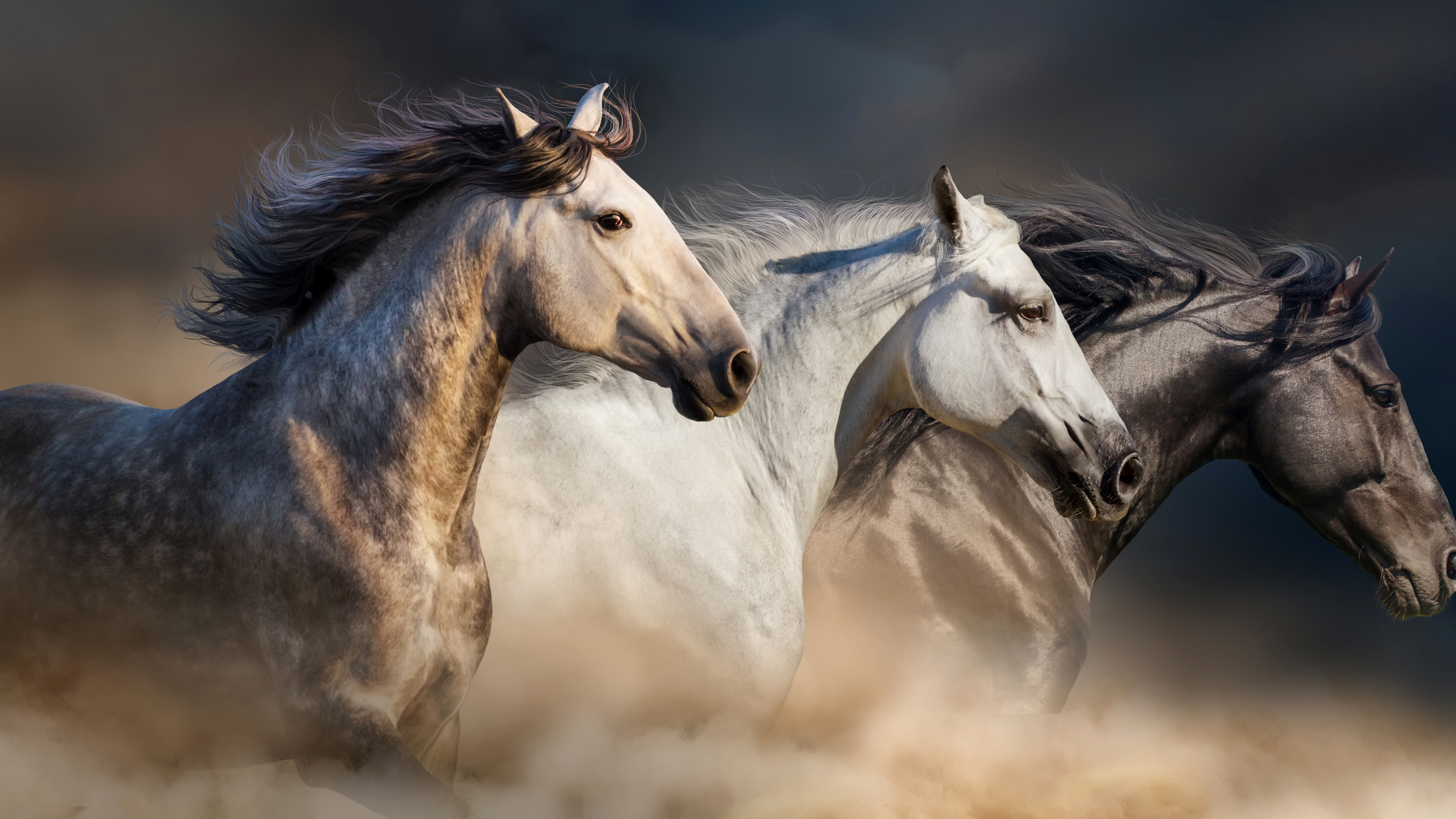 Download 3840x2160 Wallpaper Horses Animals, 4 K, Uhd 16:9, Widescreen