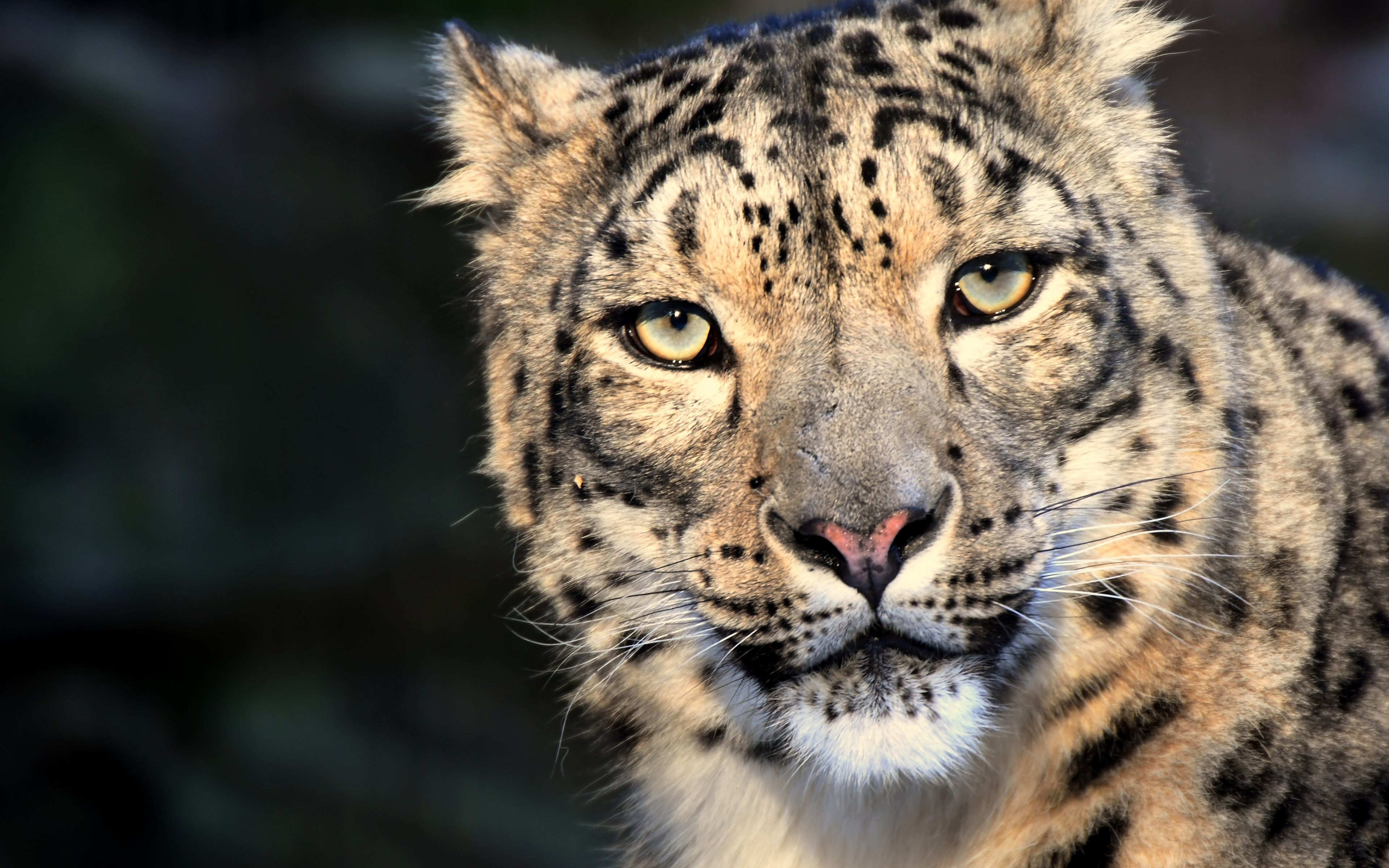 Download 3840x2400 Wallpaper Snow Leopard Animal, Predator, Wild Animals, 4  K, Ultra Hd 16:10, Widescreen, 3840x2400 Hd Image, Background, 9593