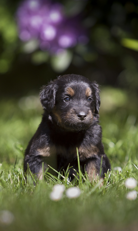 Desktop Wallpaper Cute, Adorable Black Puppy, Dog, Animal, Pet, Grass