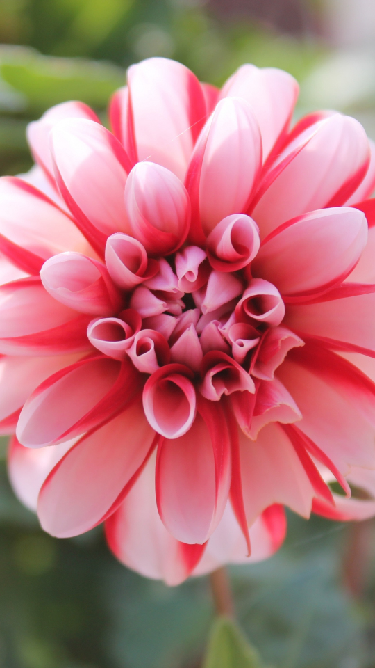 Desktop Wallpaper Pink Flower, Close Up, Beautiful, Bloom, 4k, Hd Image ...