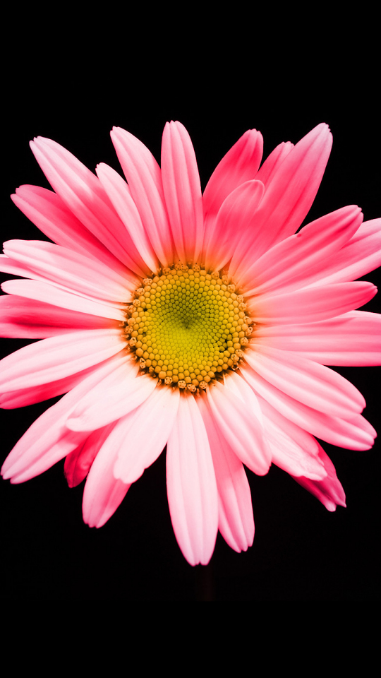 Download 540x960 Wallpaper Pink Daisy, Flower, Petals, Portrait, Samsung  Galaxy S4 Mini, Microsoft Lumia 535, Philips Xenium, Lg L90, Htc Sensation,  540x960 Hd Image, Background, 29004