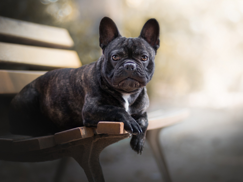 Desktop Wallpaper French Bulldog, Pet Dog, Sit, Bench, Hd Image ...
