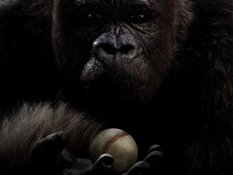 Download 800x600 Wallpaper Gorilla Monkey Mr Go 13 Movie Pocket Pc Pda 800x600 Hd Image Background
