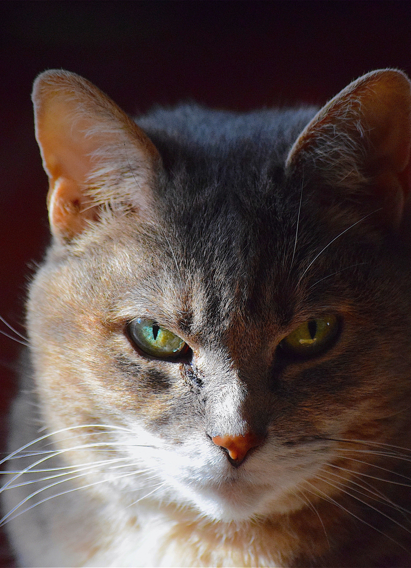 Desktop Wallpaper Cat, Curious, Muzzle, Angry, 4k, Hd Image, Picture ...
