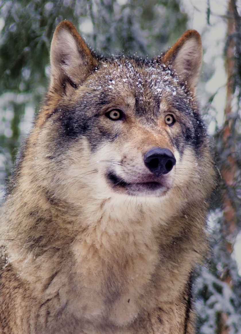 Desktop Wallpaper Predator, Muzzle, Wolf, Curious Animal, 4k, Hd Image ...