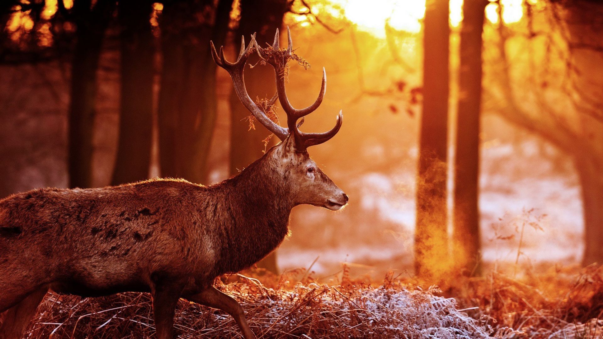 Wallpaper Reindeer, sunlight, wild animal, autumn, horns
