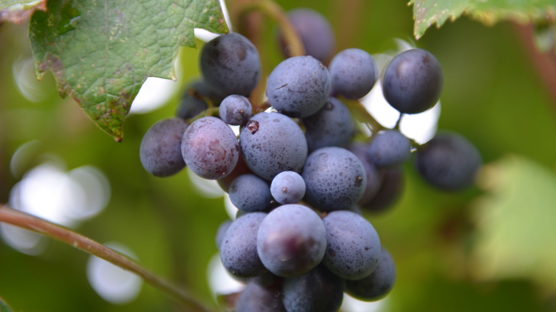 Wallpaper Grapes, ripen, branches, berries, close up, 8k