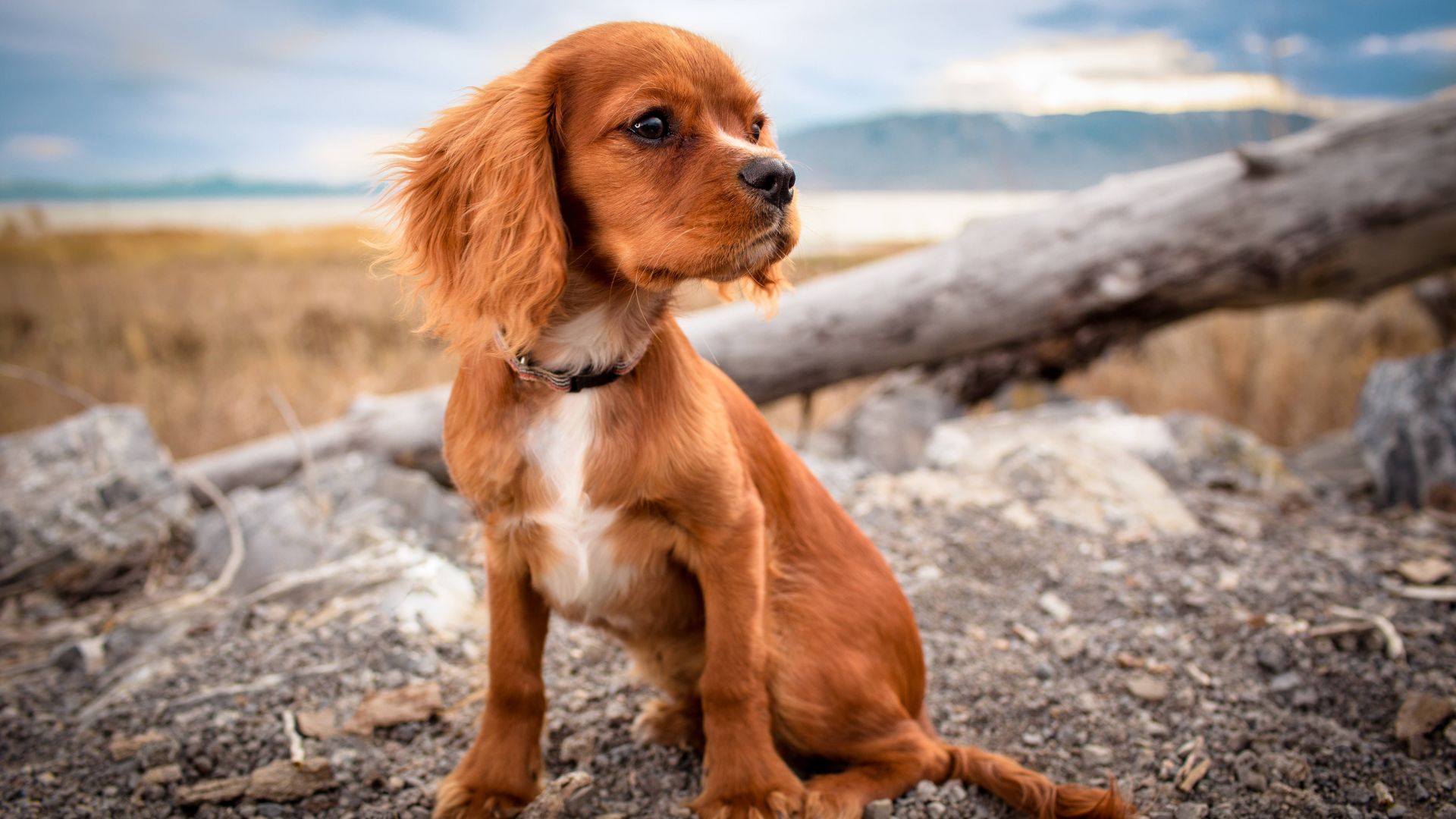 Wallpaper Cute Spaniel dog puppy