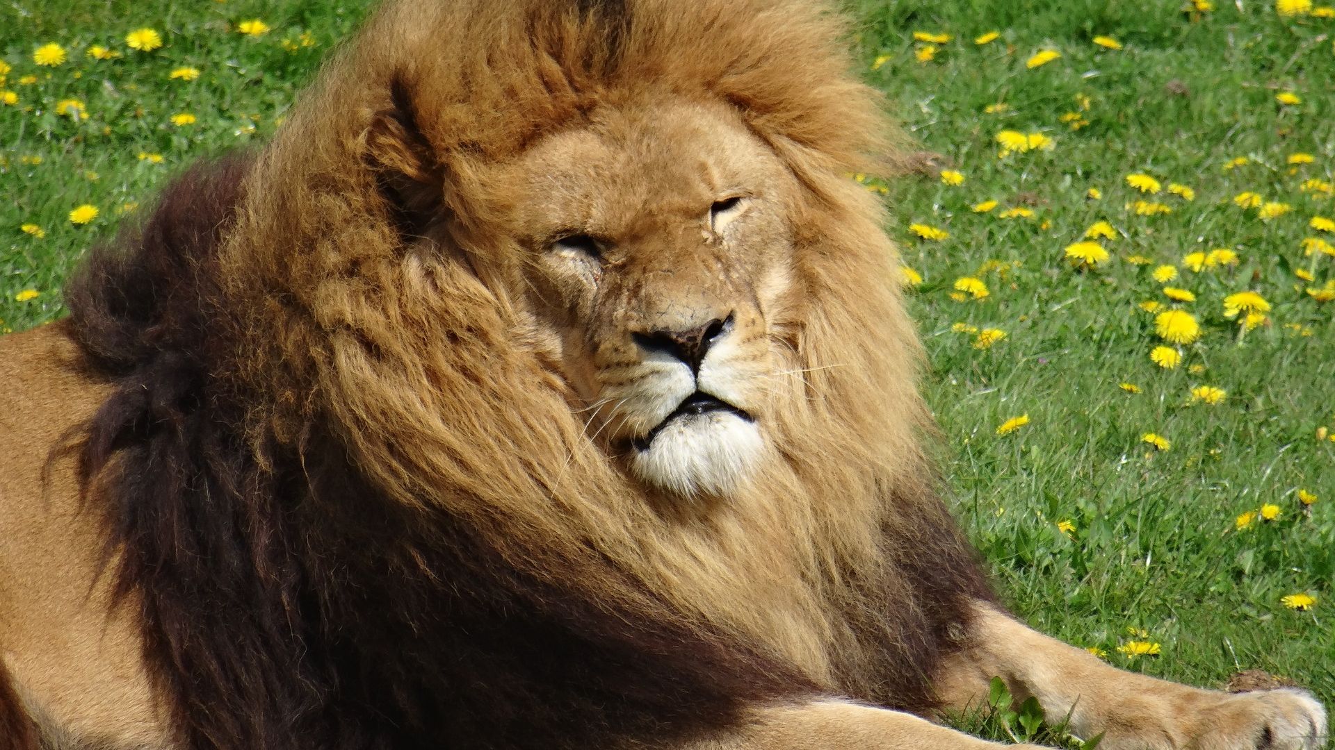Wallpaper Beast, king of jungle, lion, animal