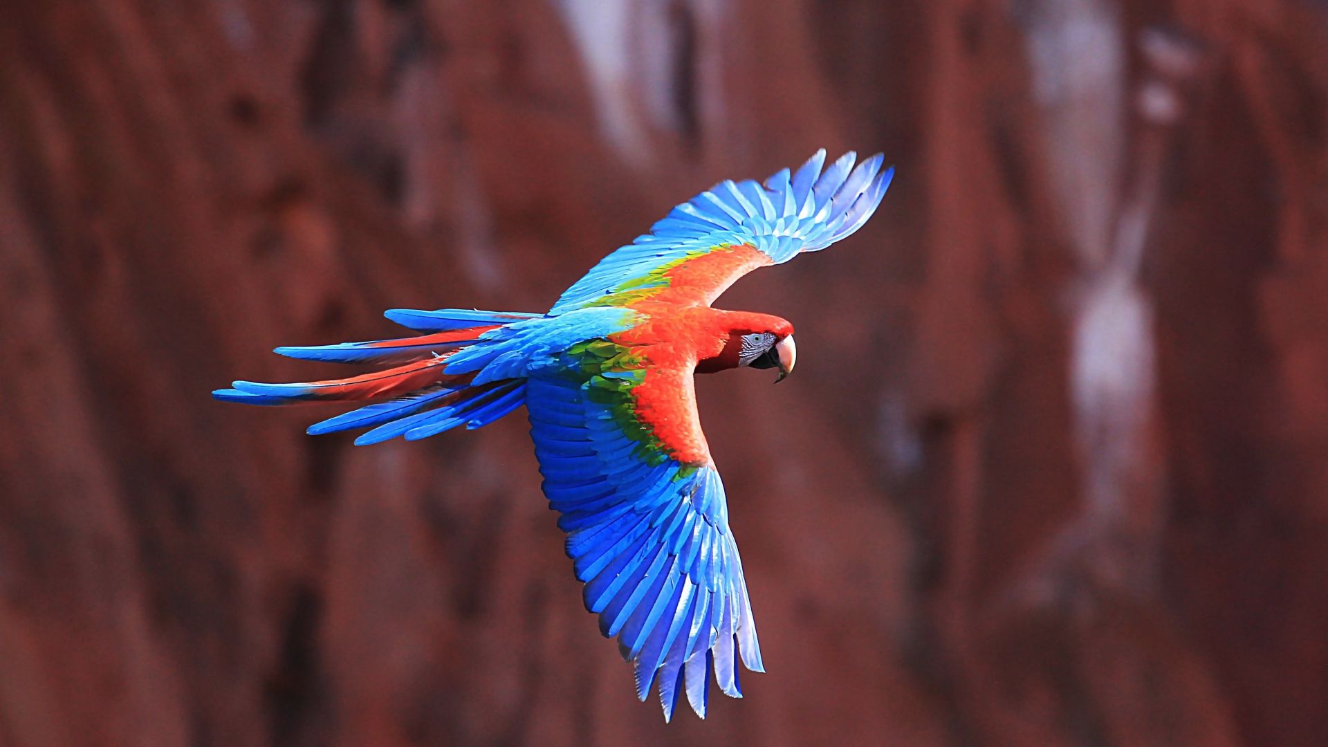 Wallpaper Macaw parrot flying
