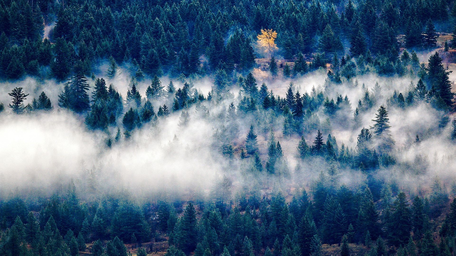 Wallpaper Forest, trees, landscape, nature, fog