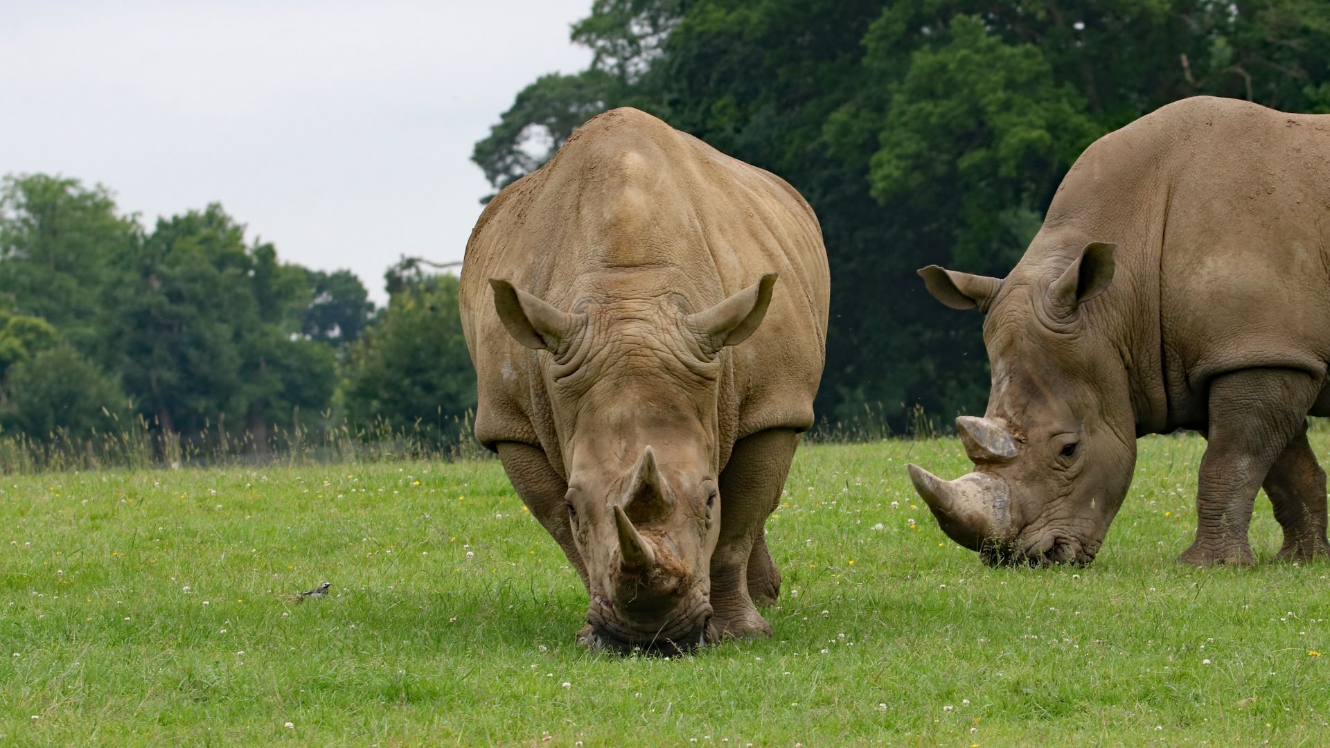 Wallpaper Rhino couple, grass field