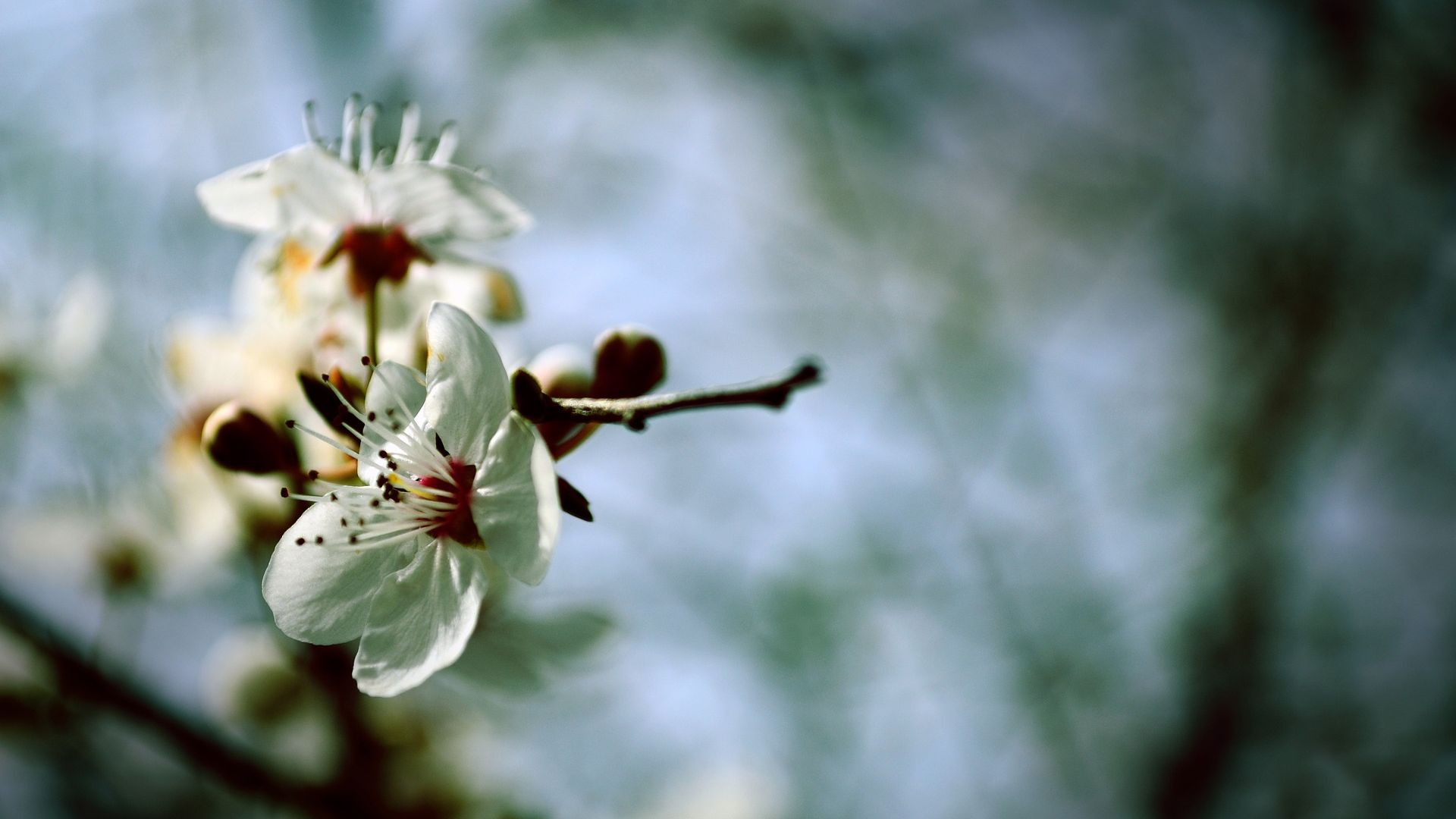 Wallpaper Flowers, spring, blur