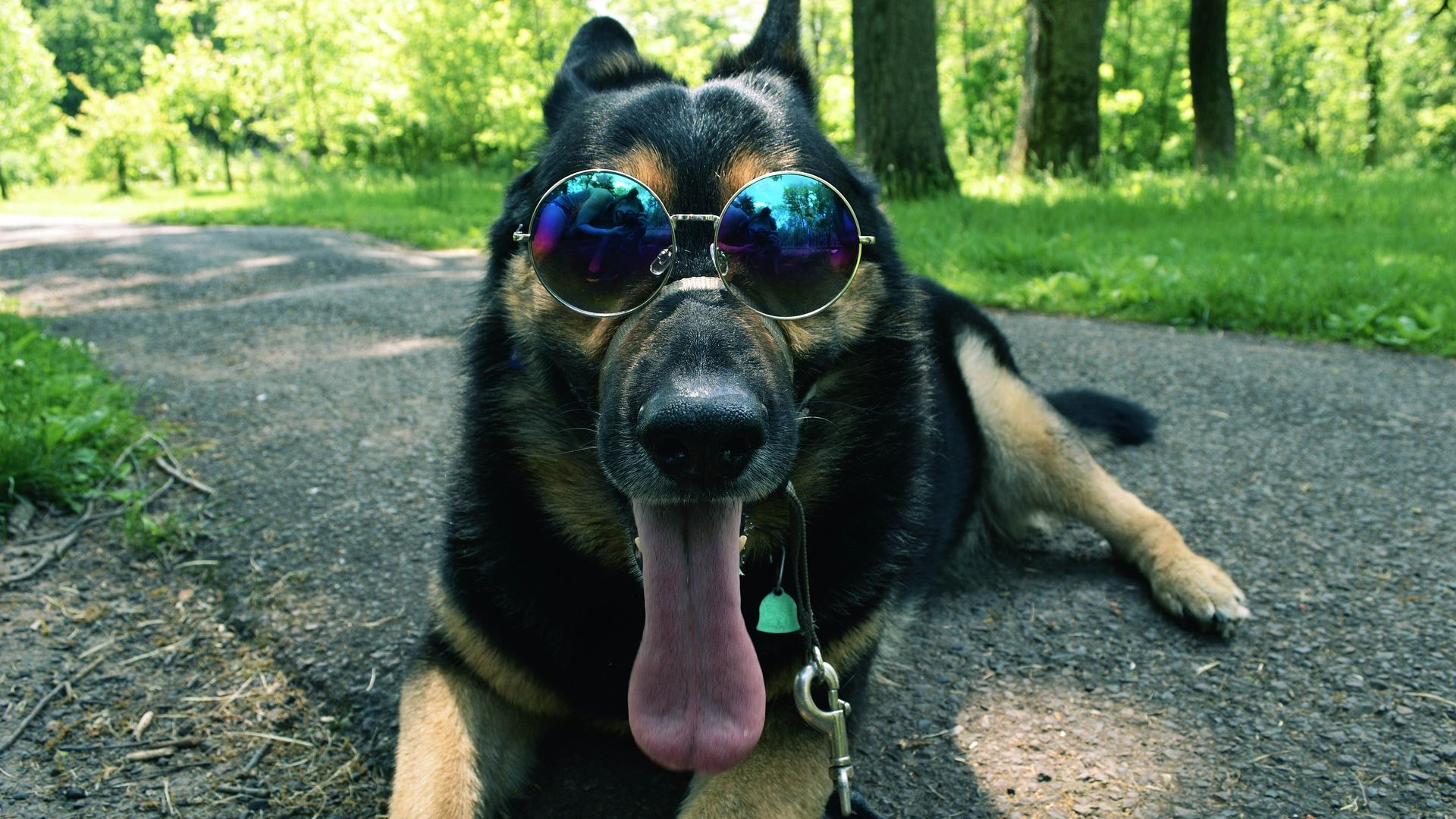 Wallpaper German Shepherd, dog, sunglasses, funny