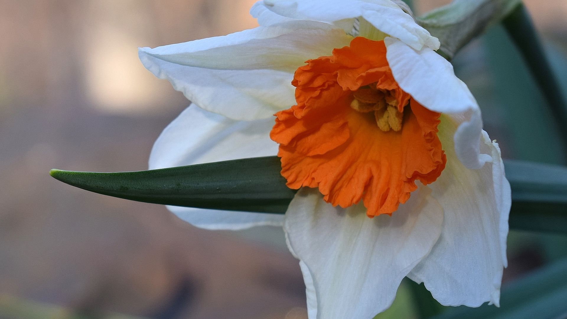 Wallpaper Daffodil flower, white flower