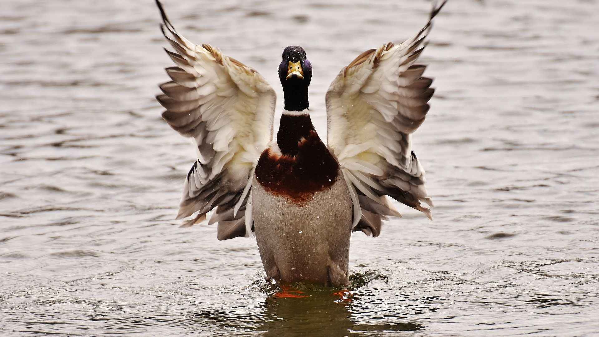 Wallpaper Drake duck, bird, wings, lake
