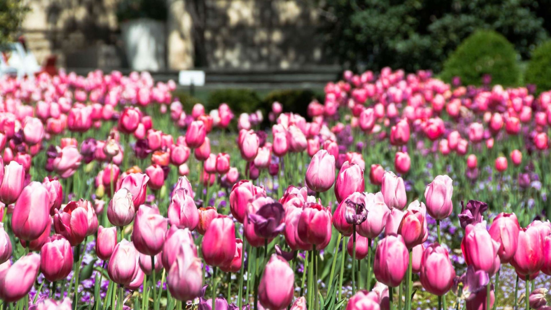 Wallpaper Pink tulips, flowers, spring, bloom, farm