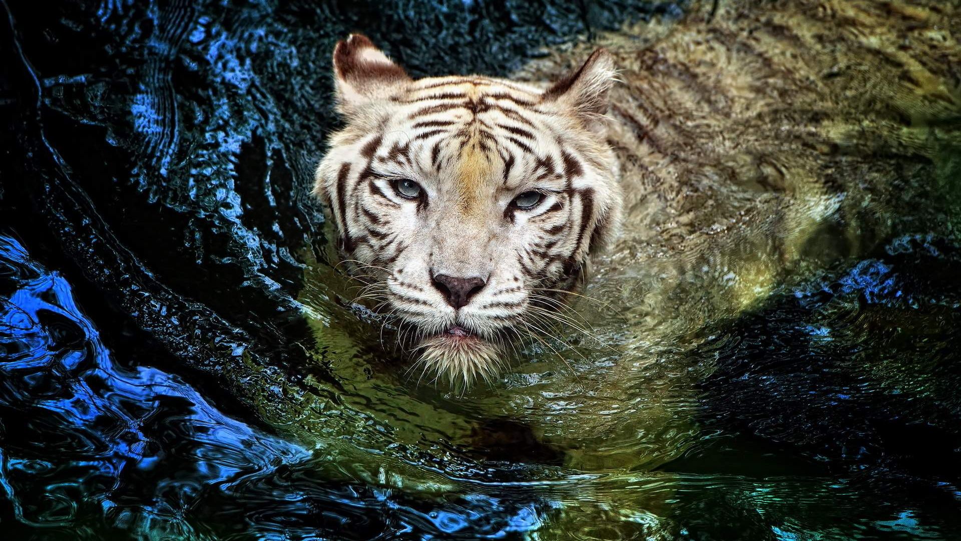 Wallpaper Tiger is swimming