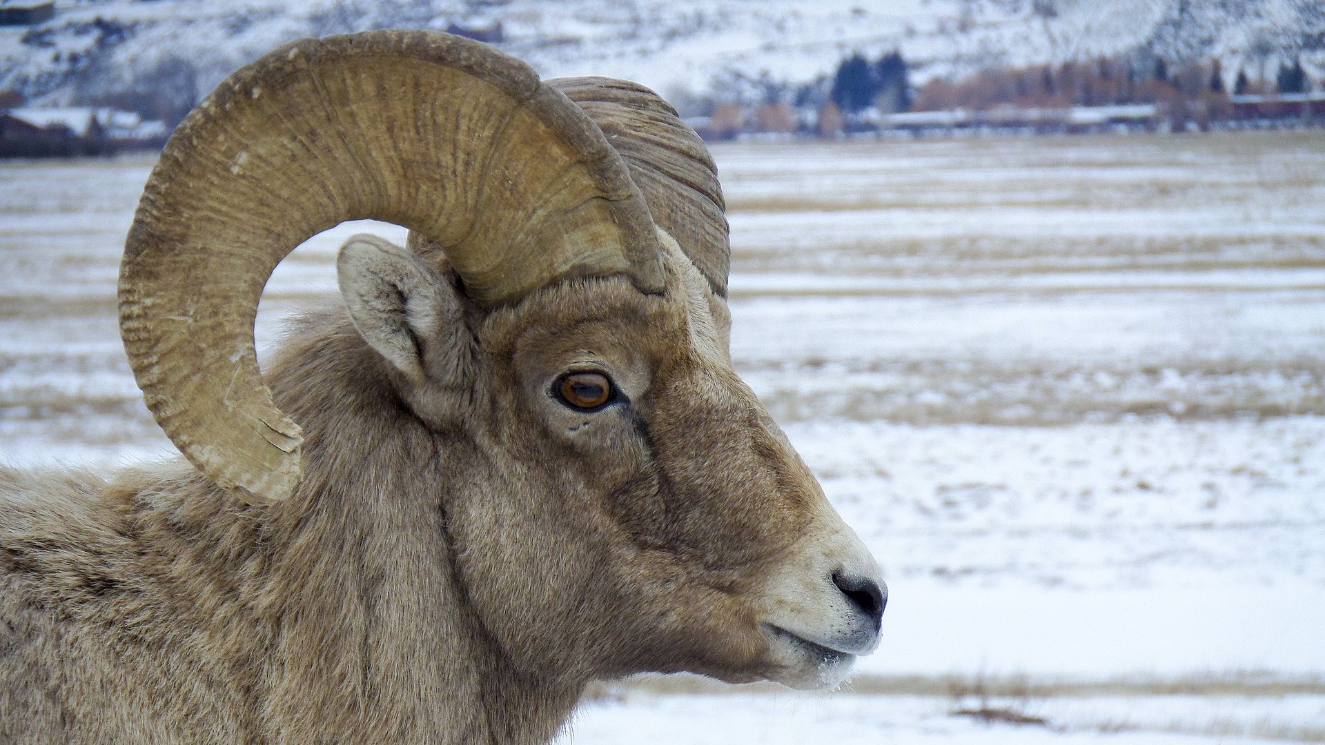Desktop Wallpaper Bighorn Sheep, Wild Animal, Hd Image, Picture, Background,  Gxw7v