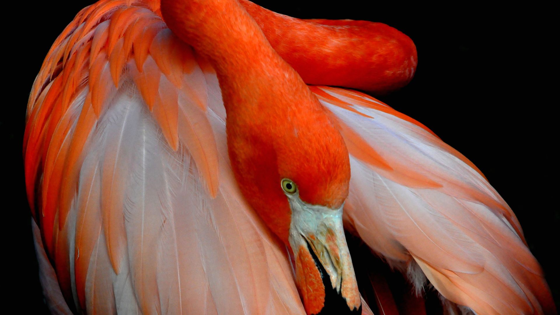 Wallpaper Red bird, flamingo, feathers, neck