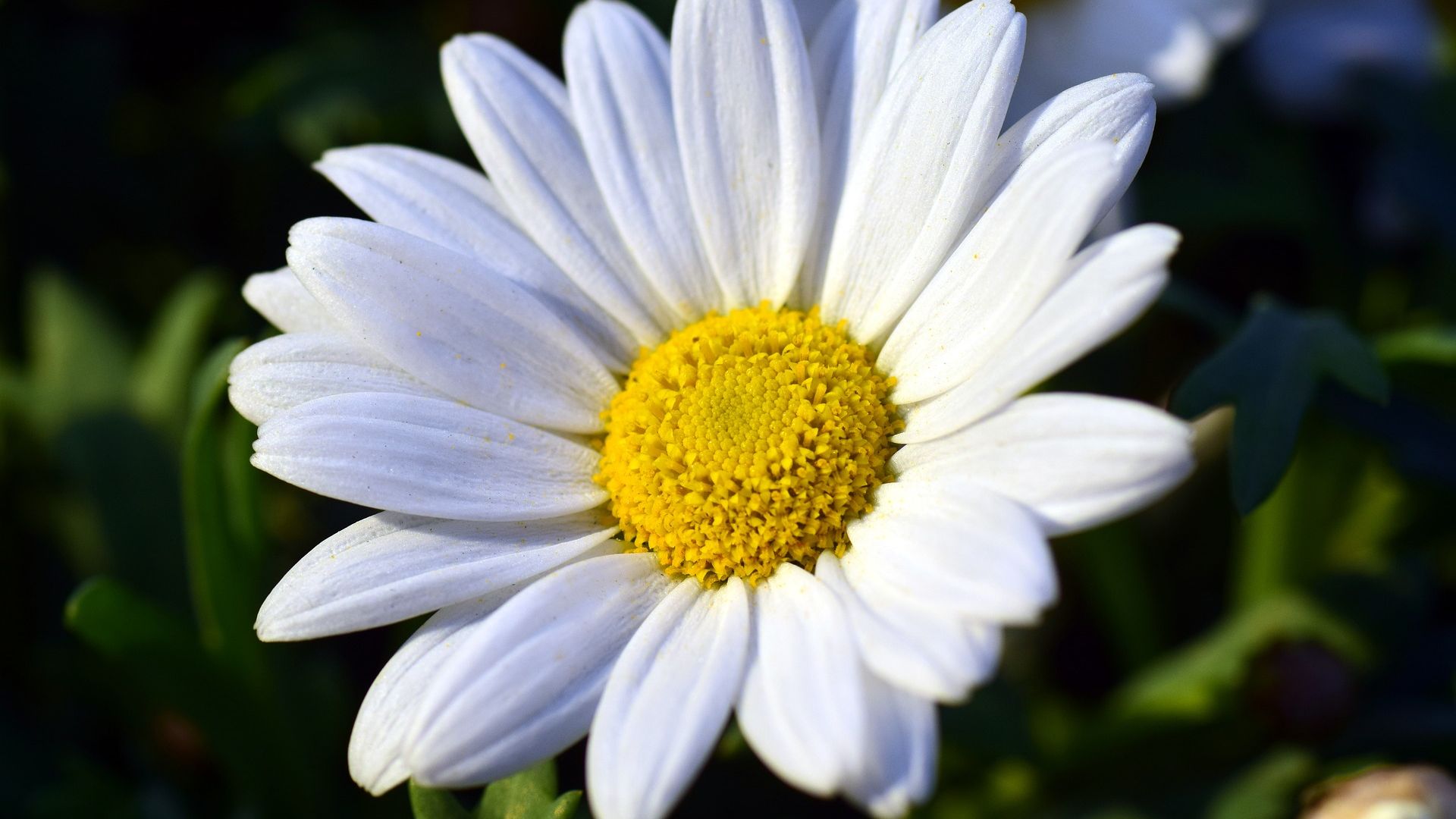 Wallpaper White daisy flower, white flower