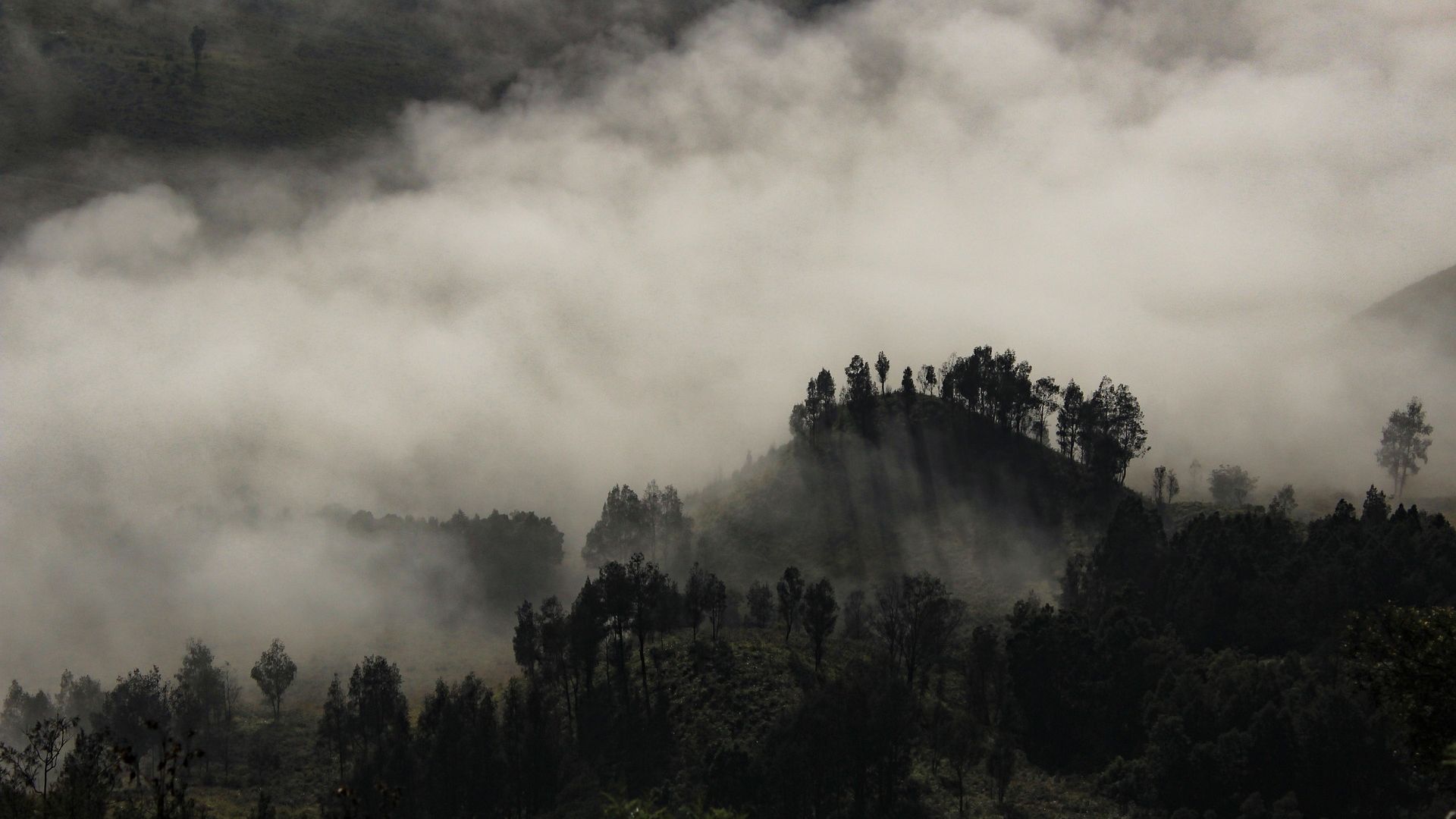 Wallpaper Foggy, tree, landscape, fog, nature, horizon