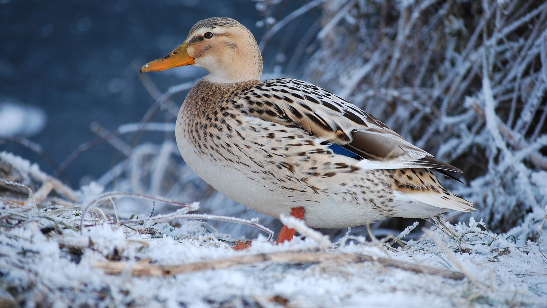 Wallpaper Duck, water birds, winter, snow