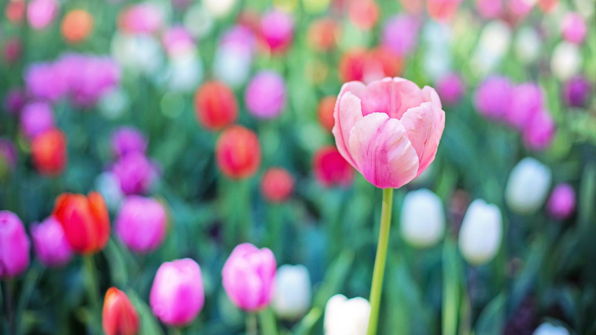 Wallpaper Colorful tulips, bokeh, blur