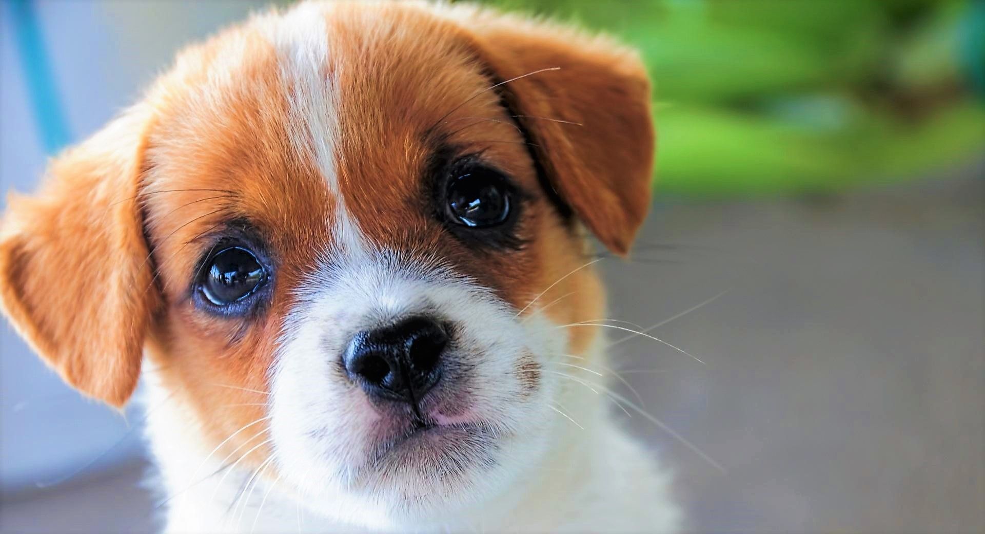 Wallpaper Cute puppy, stare, pet, muzzle