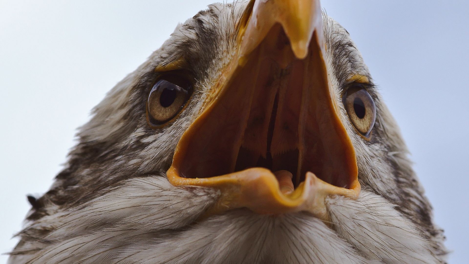 Wallpaper Bald eagle, open mouth, beak, close up
