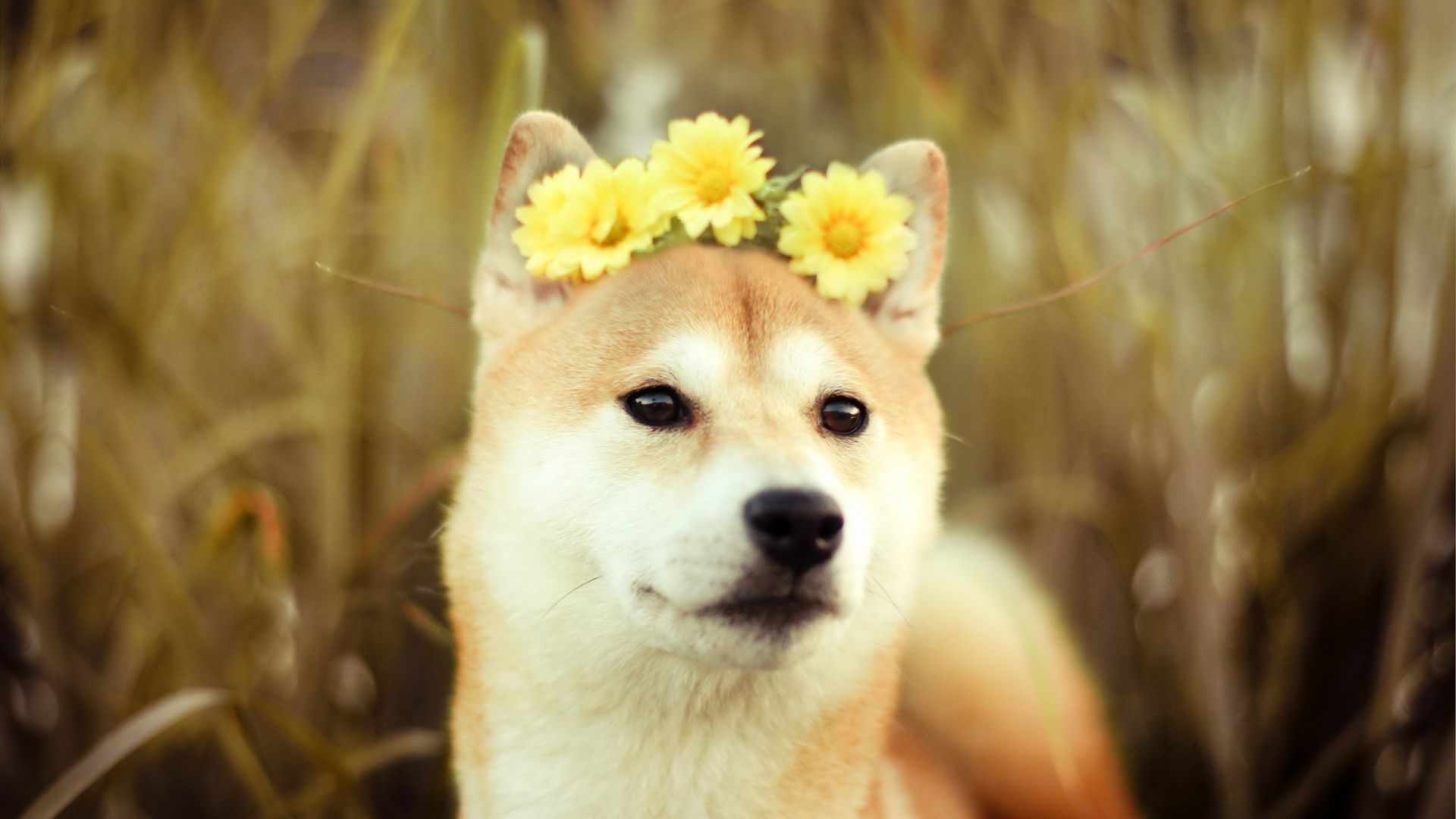 Wallpaper Dog muzzle with flower crown