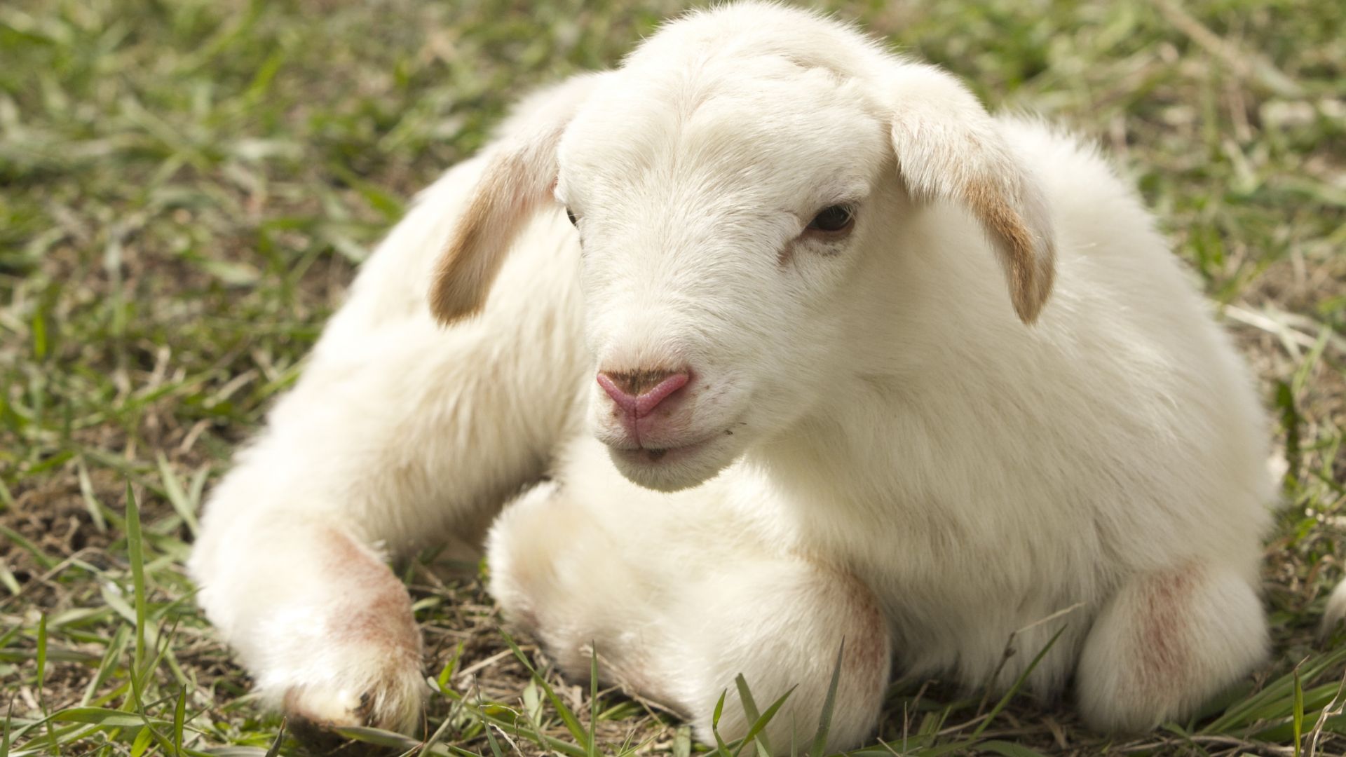 Wallpaper Lamb, farm sheep, cute animal
