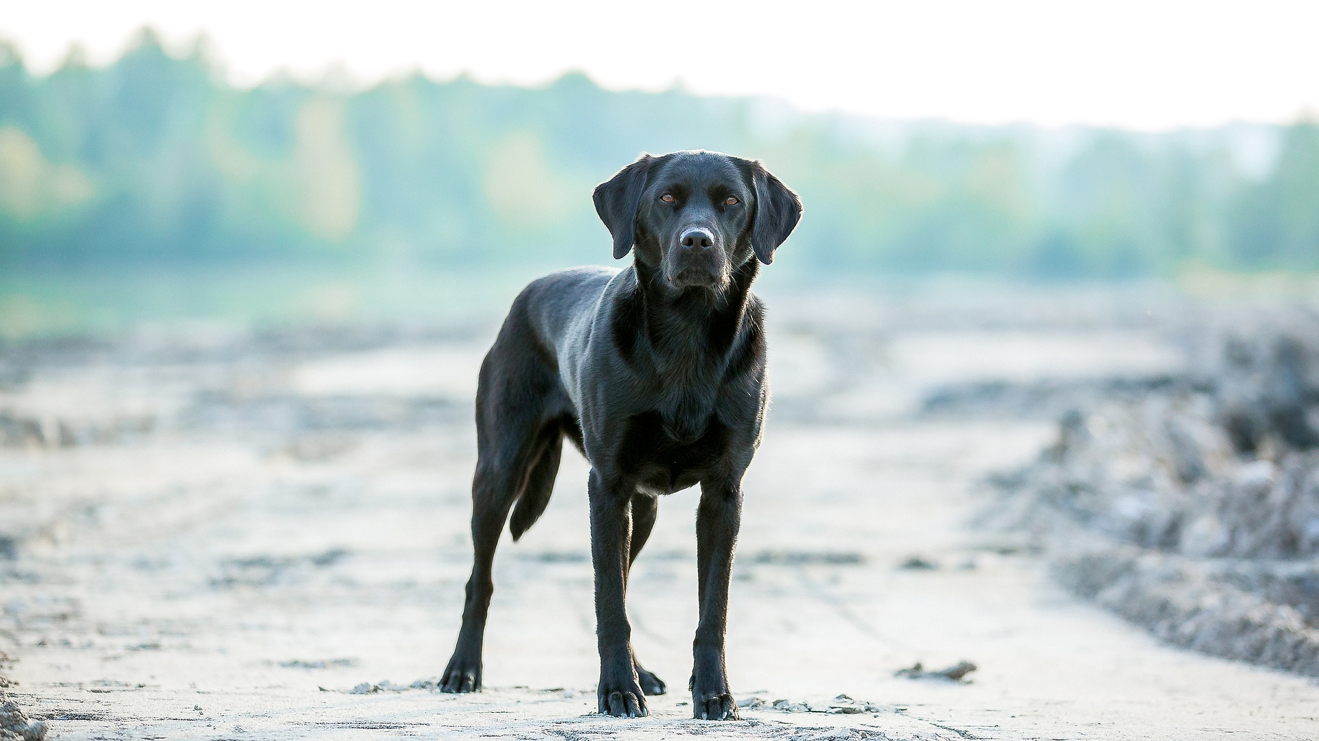 Wallpaper Black Labrador dog, outdoor, play