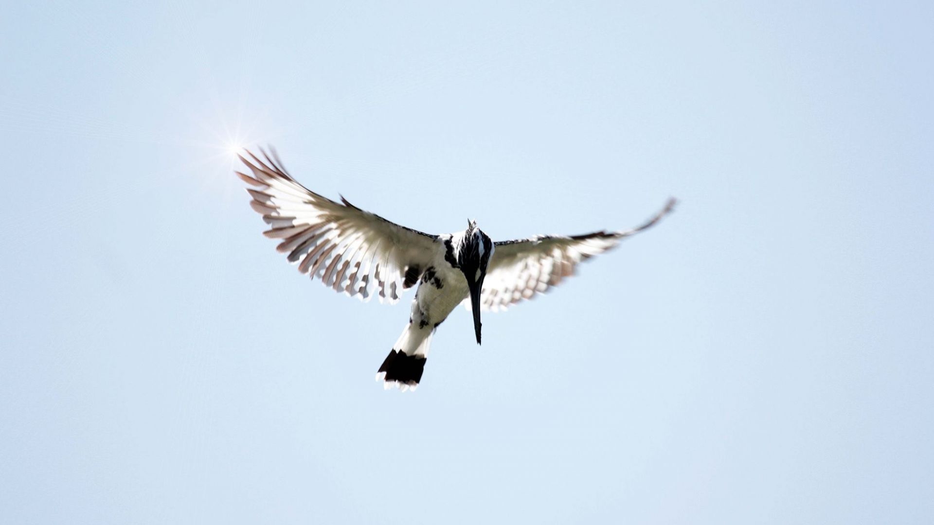 Wallpaper Kingfisher bird, flying, wings