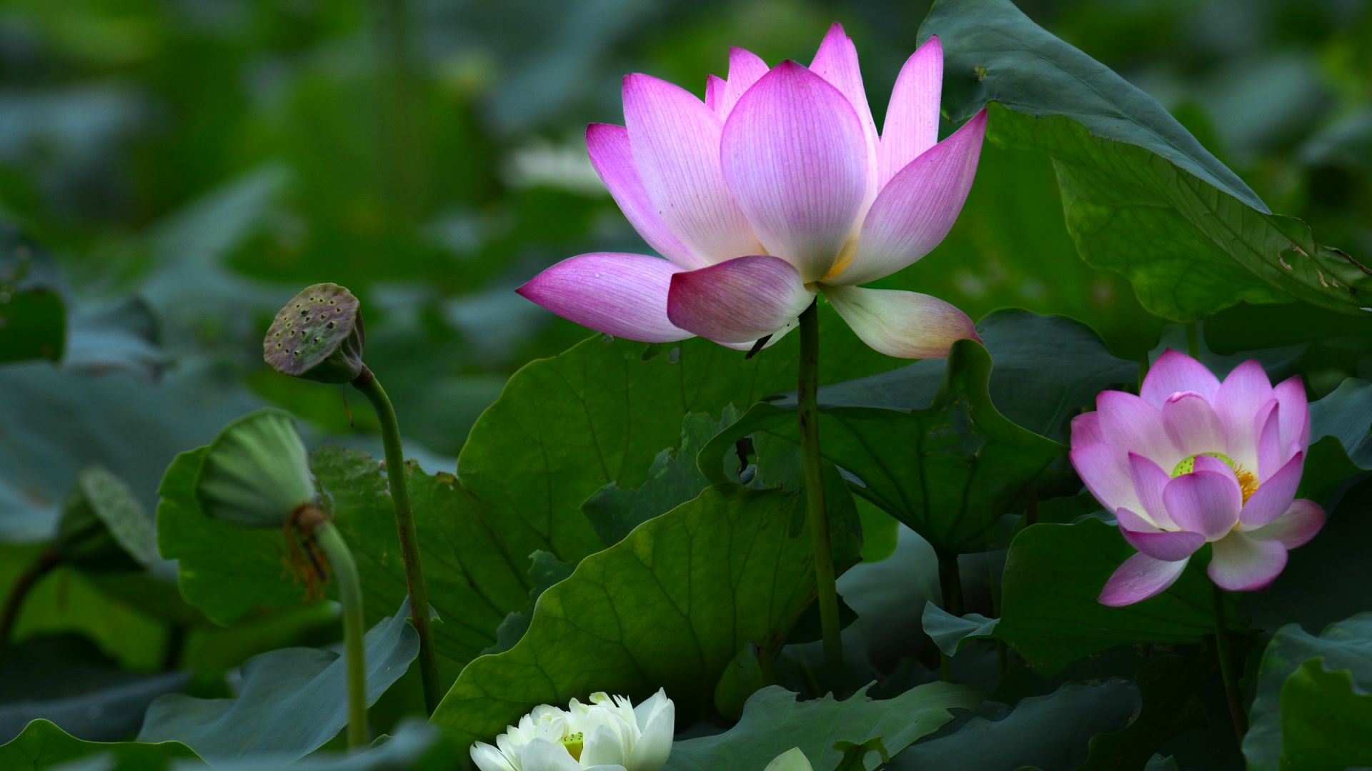 Desktop Wallpaper Pink Lotus, Flower Of Lake, Leaves, Hd Image, Picture,  Background, Tavsm