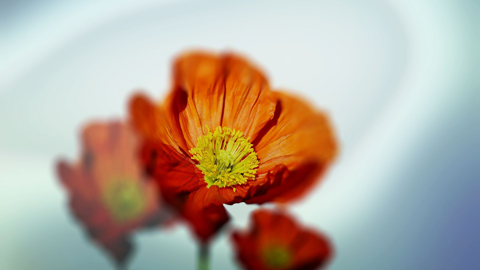 Wallpaper Orange flowers, spring, blur