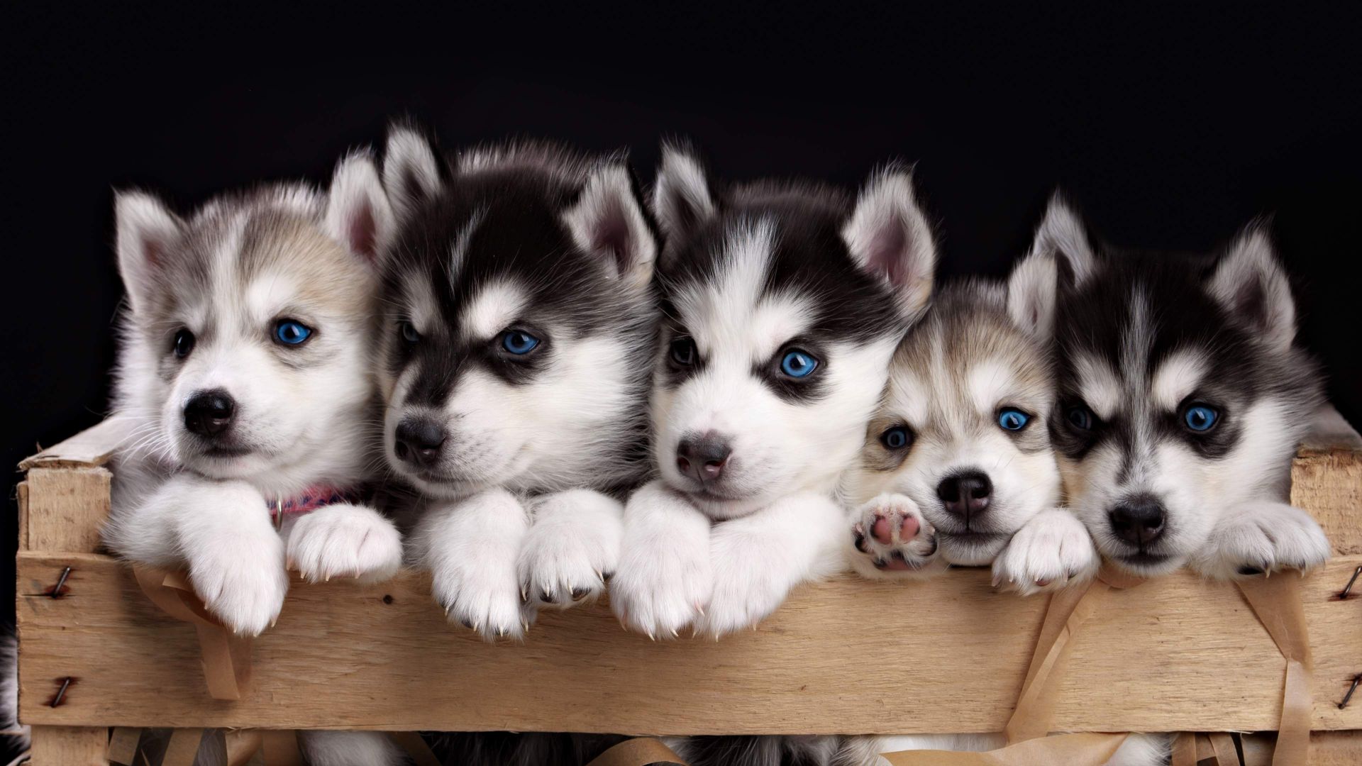 Desktop Wallpaper Cute Siberian Husky Puppies, Hd Image, Picture, Background,  V4vtr