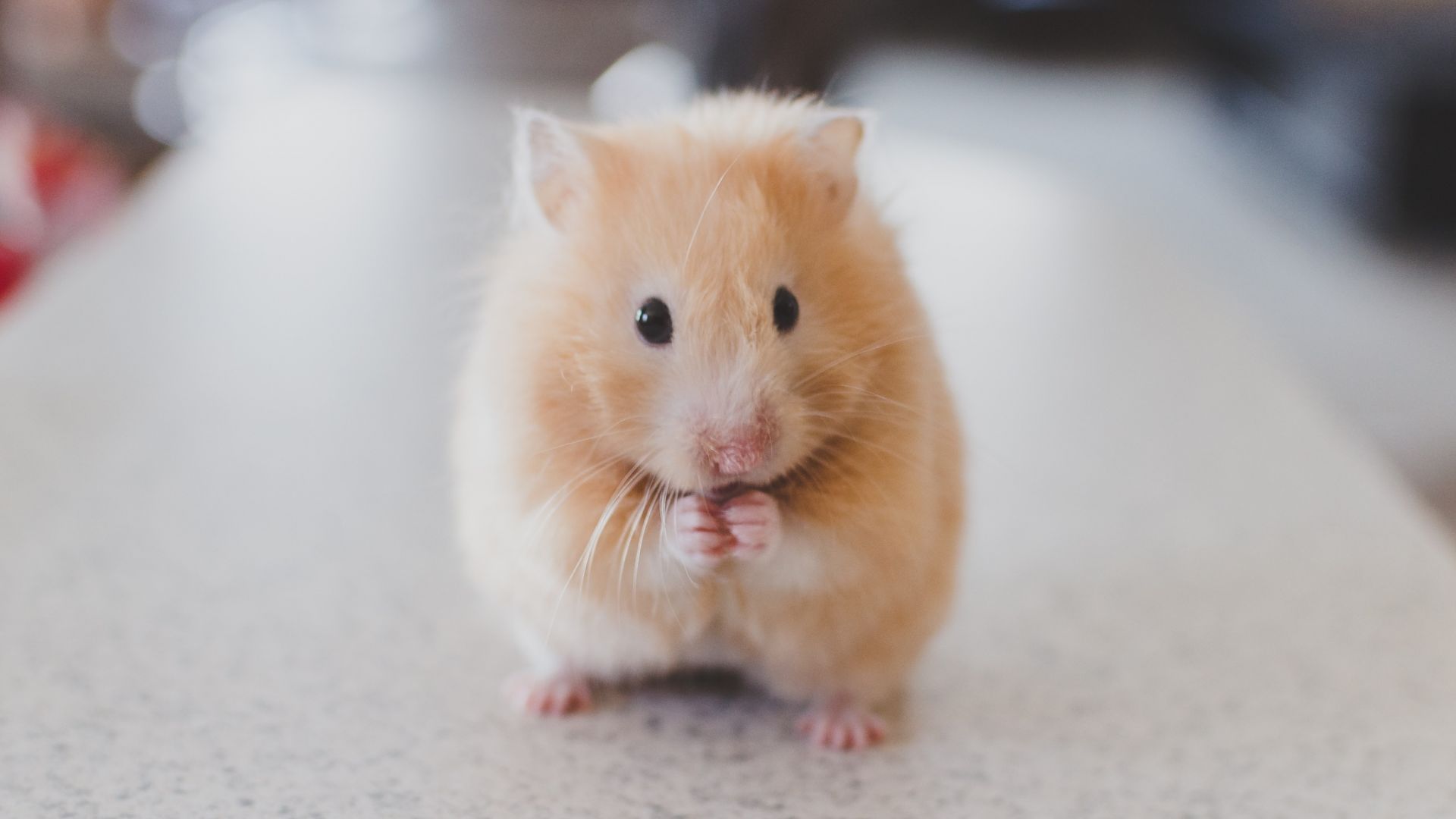 Wallpaper Cute Hamster Rodent 