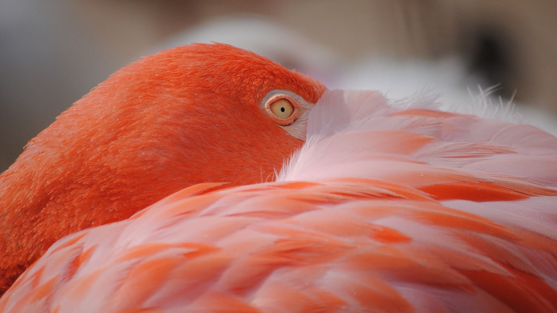 Wallpaper Flamingo, pink bird muzzle, feathers