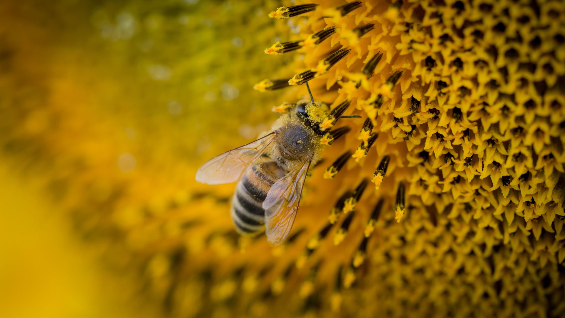 Wallpaper Bee sunflower pollination